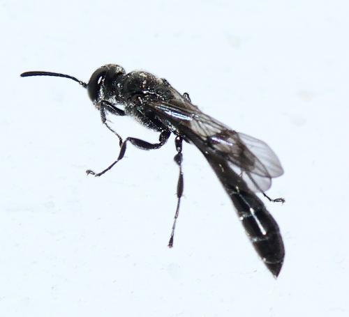 Trypoxylon sp.